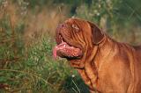 DOGUE DE BORDEAUX 360